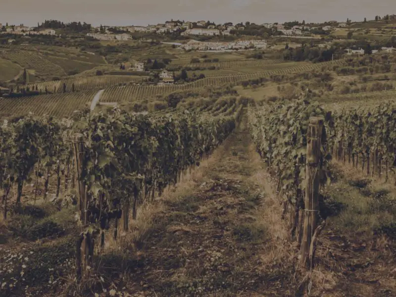 Walk Through a Vineyard